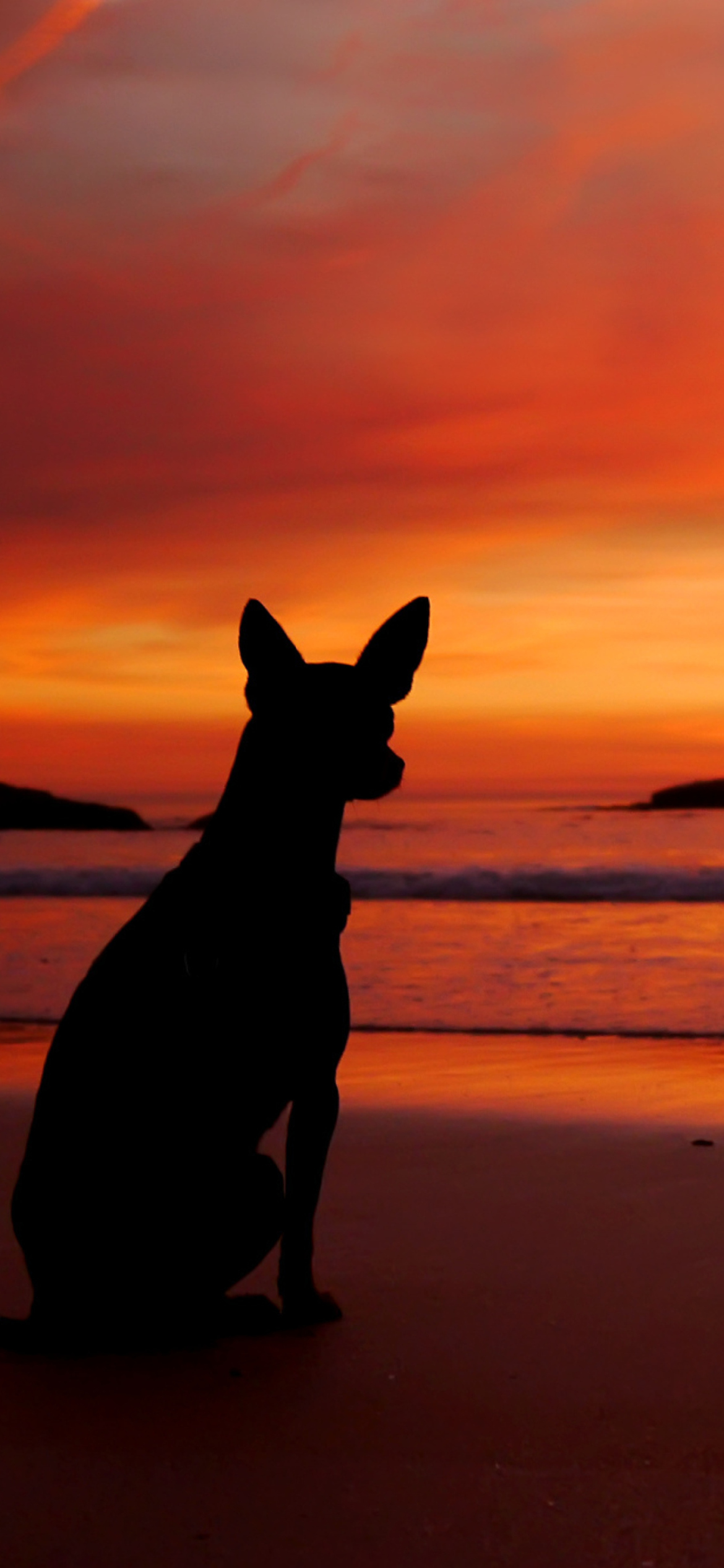 Fondo de pantalla Dog Looking At Sunset 1170x2532