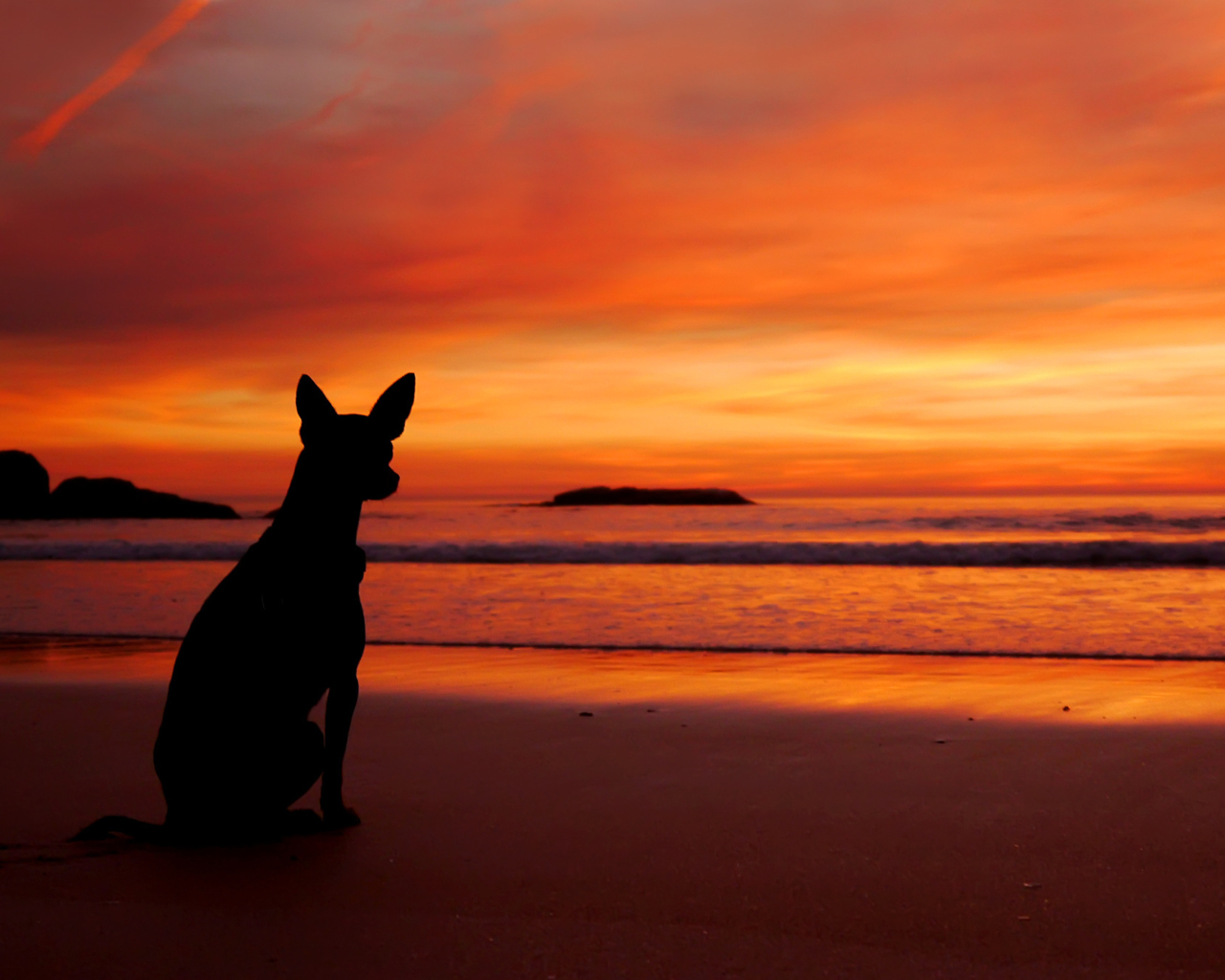 Sfondi Dog Looking At Sunset 1280x1024