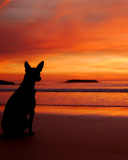 Dog Looking At Sunset screenshot #1 128x160
