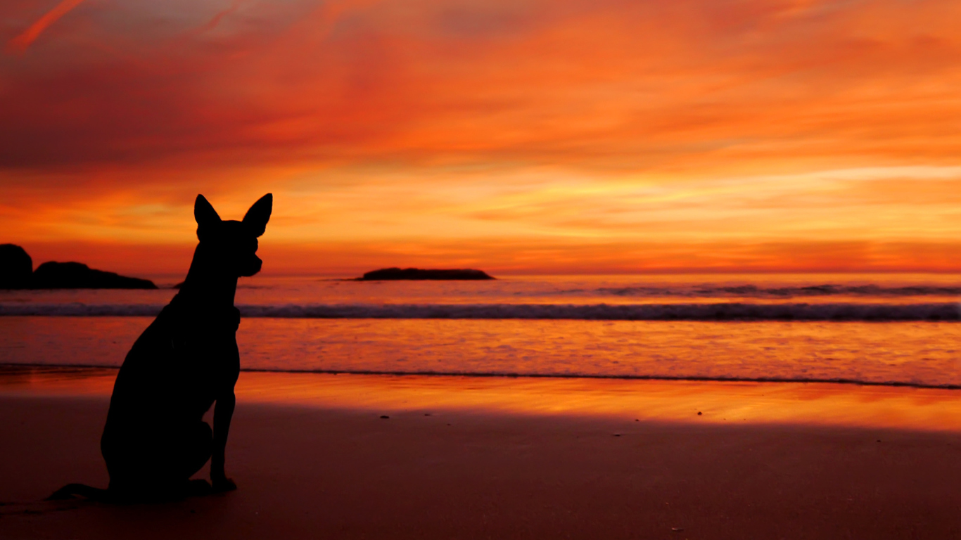 Das Dog Looking At Sunset Wallpaper 1366x768