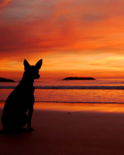 Das Dog Looking At Sunset Wallpaper 176x220