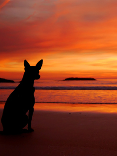 Dog Looking At Sunset wallpaper 240x320