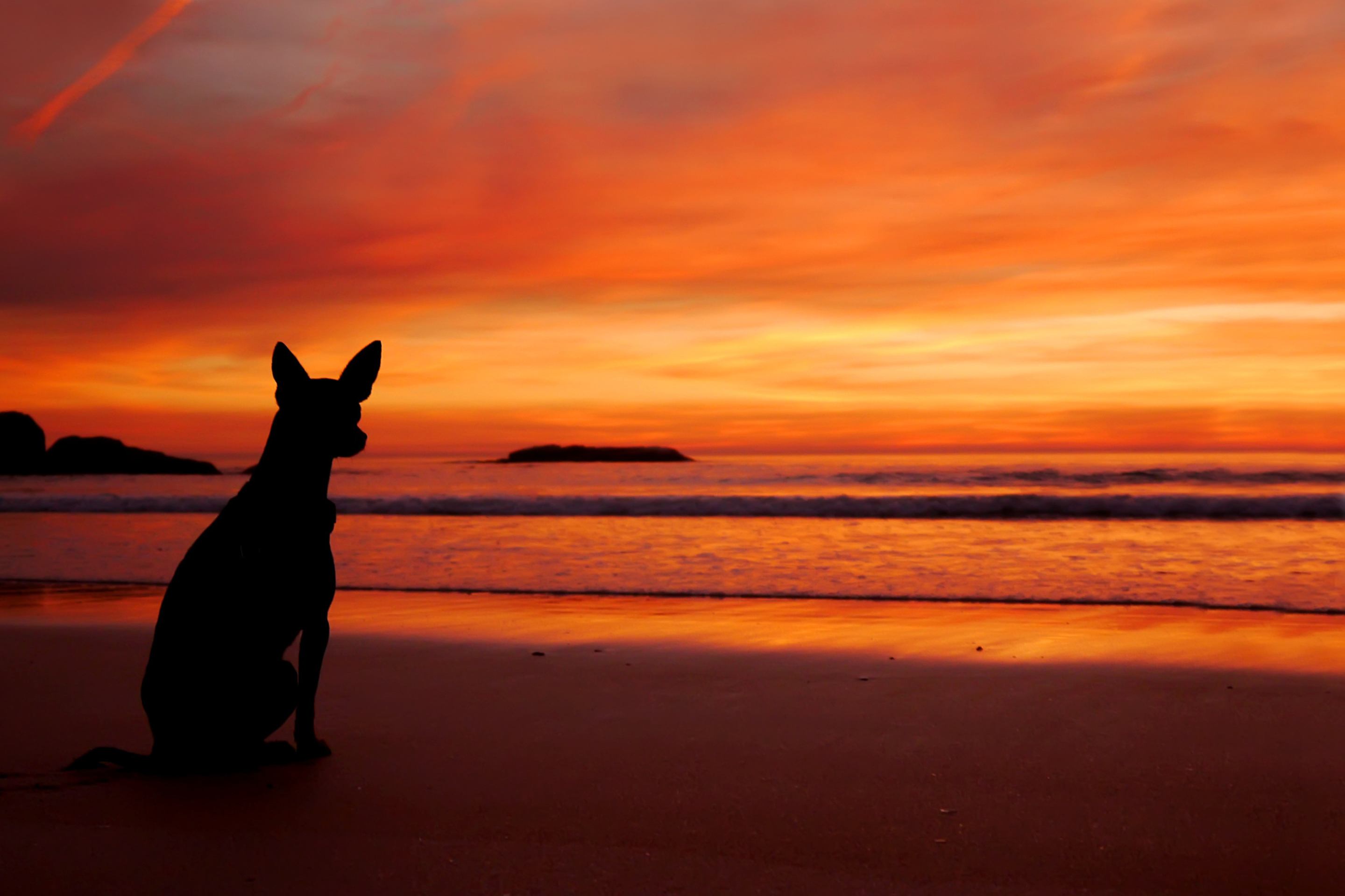 Dog Looking At Sunset wallpaper 2880x1920