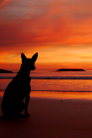 Das Dog Looking At Sunset Wallpaper 320x480
