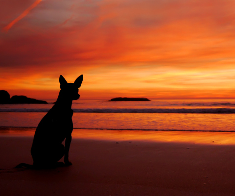 Fondo de pantalla Dog Looking At Sunset 480x400