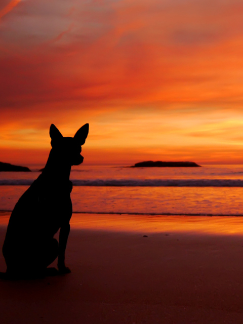 Dog Looking At Sunset screenshot #1 480x640