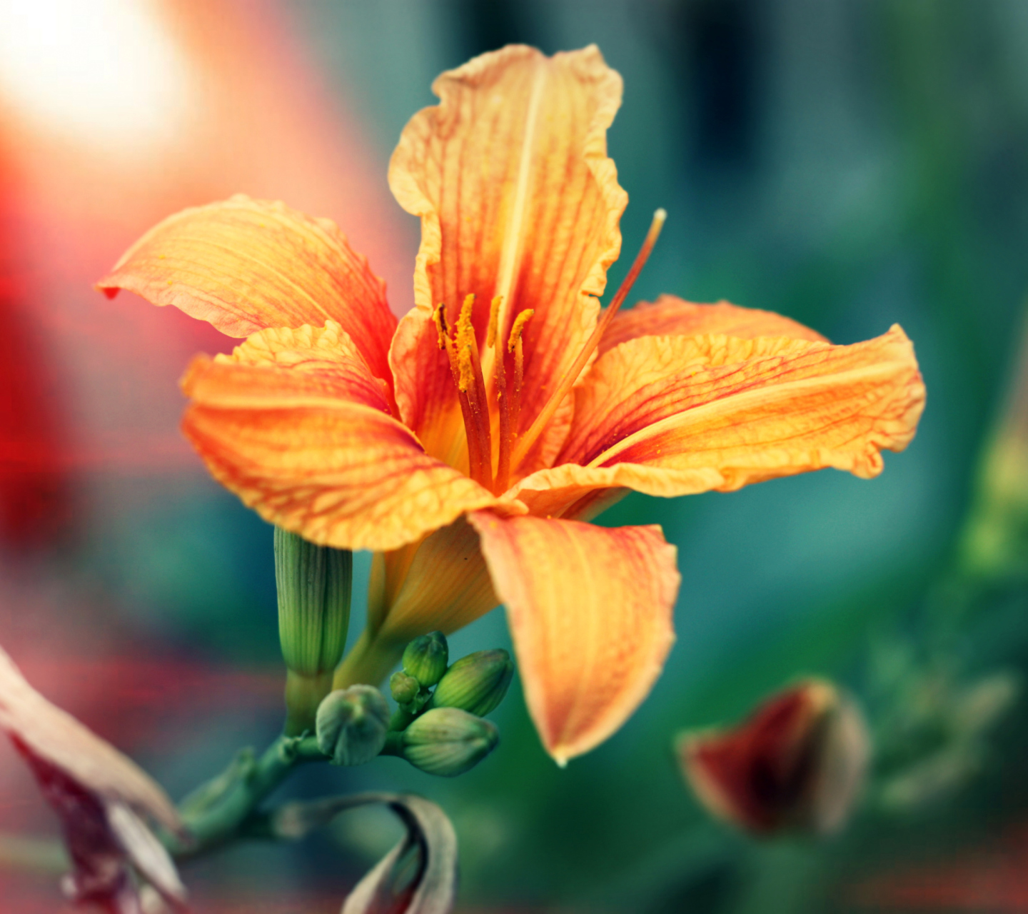 Fondo de pantalla Orange Lily 1440x1280