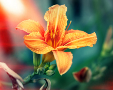 Sfondi Orange Lily 220x176