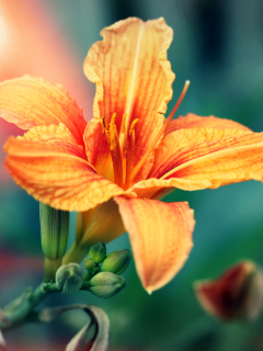 Orange Lily screenshot #1 240x320