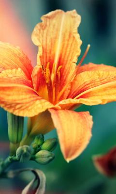 Orange Lily wallpaper 240x400