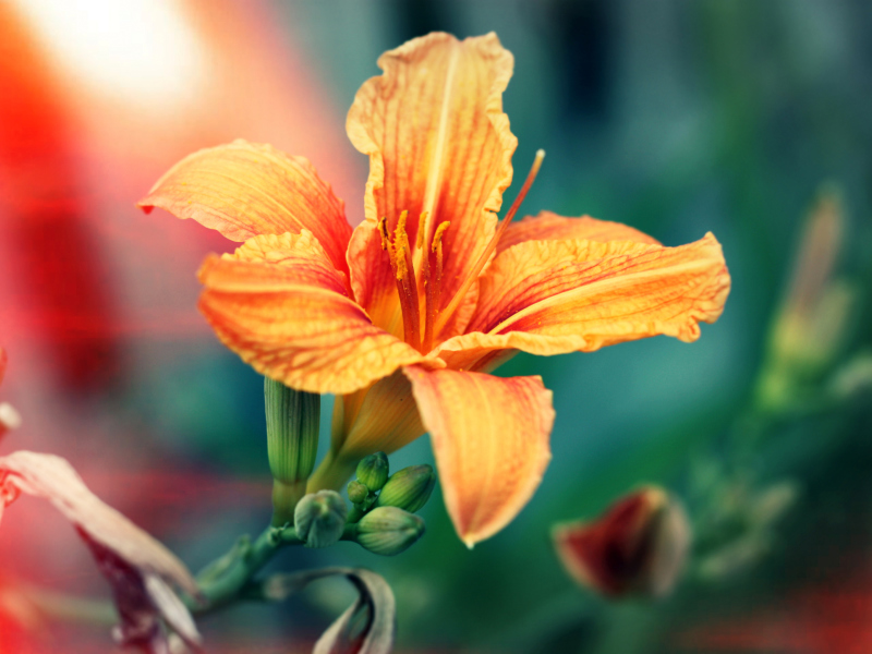 Orange Lily screenshot #1 800x600