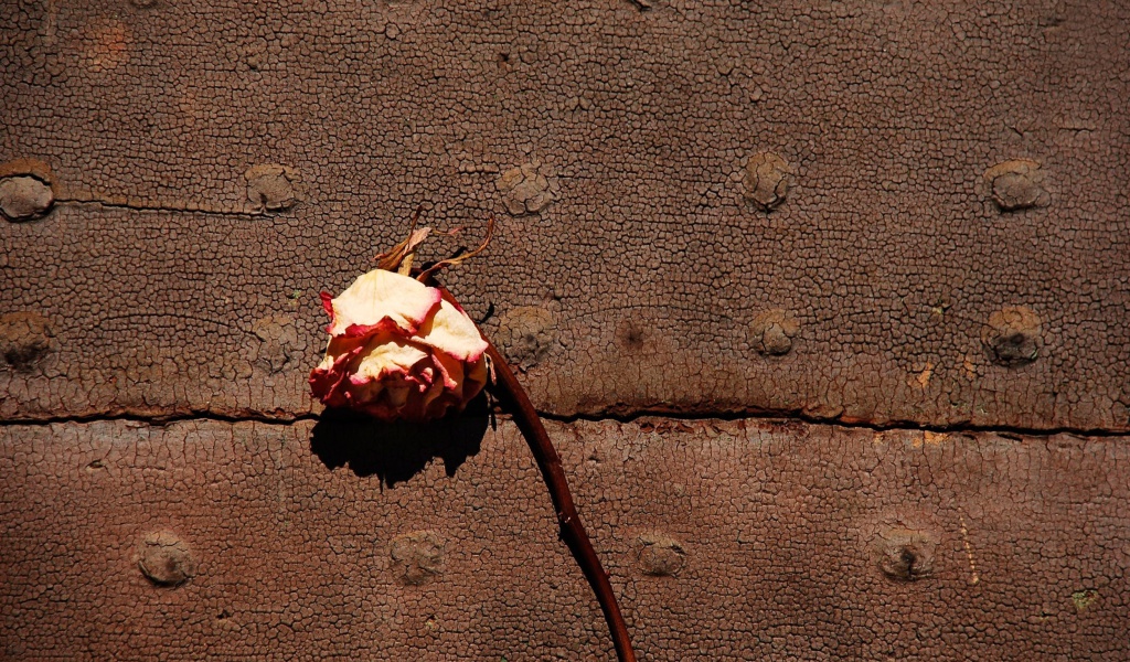 Fondo de pantalla Dried Rose 1024x600