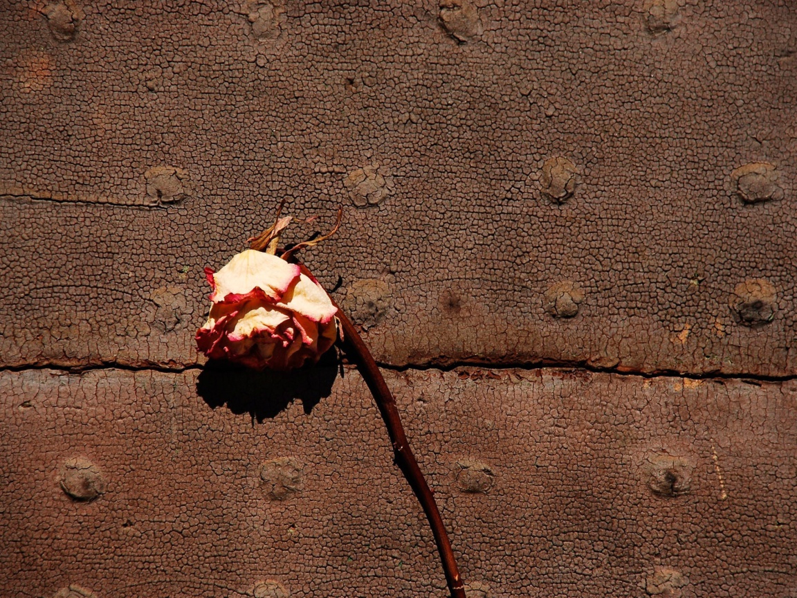 Das Dried Rose Wallpaper 1152x864