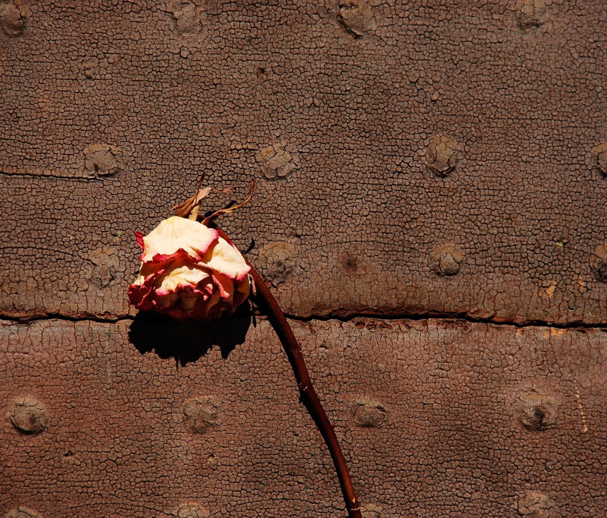 Fondo de pantalla Dried Rose 1200x1024