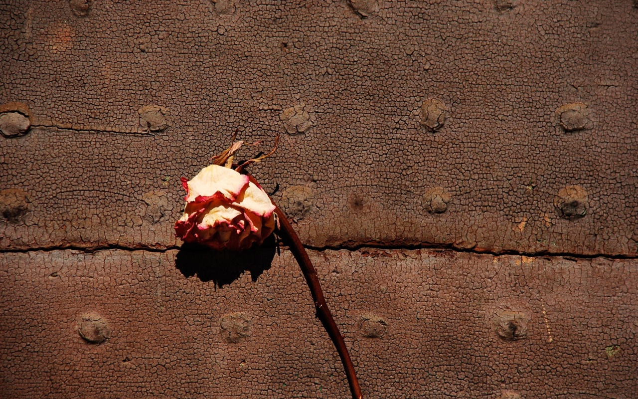 Das Dried Rose Wallpaper 1280x800