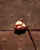 Dried Rose wallpaper 128x160