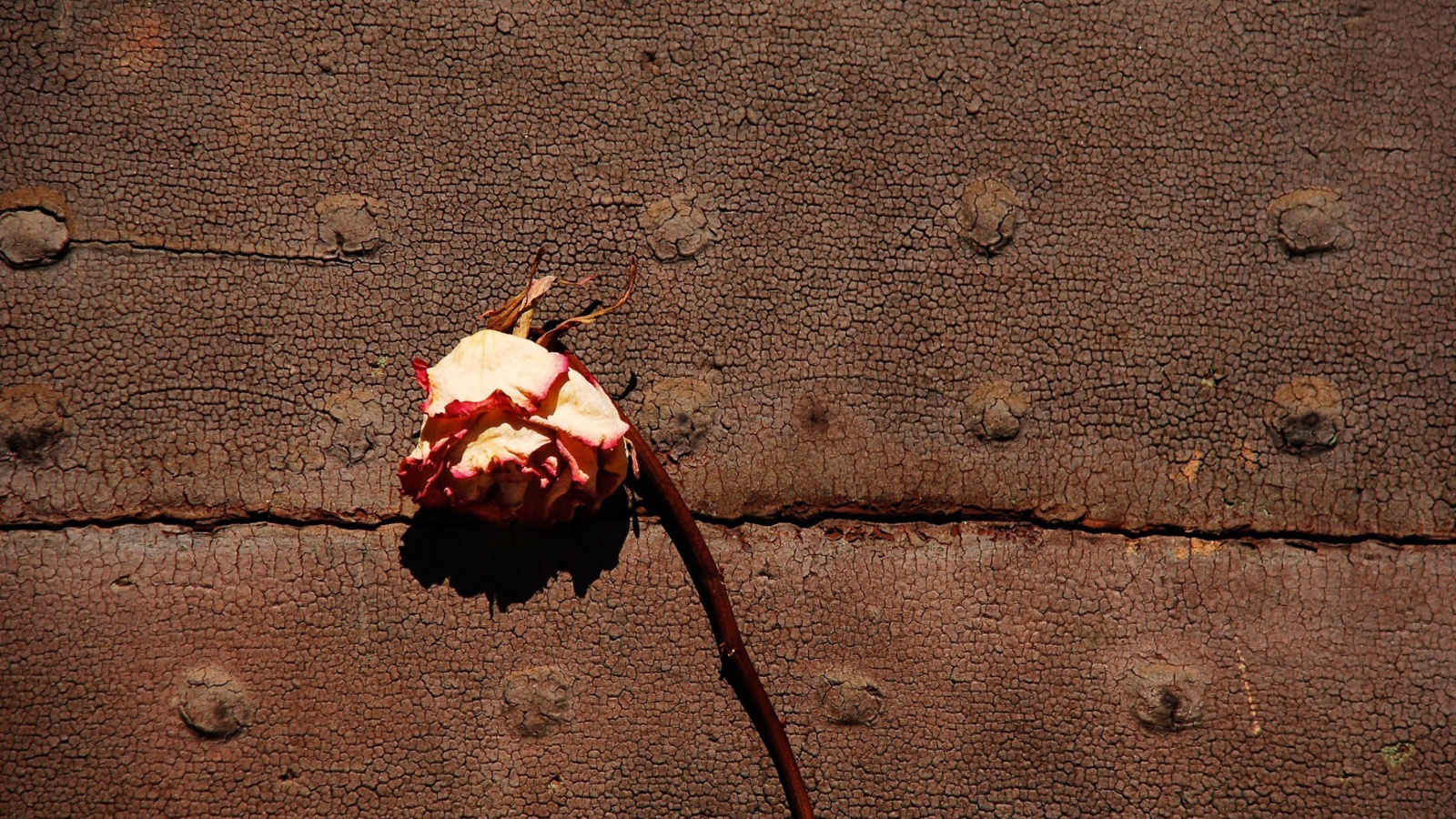 Das Dried Rose Wallpaper 1600x900