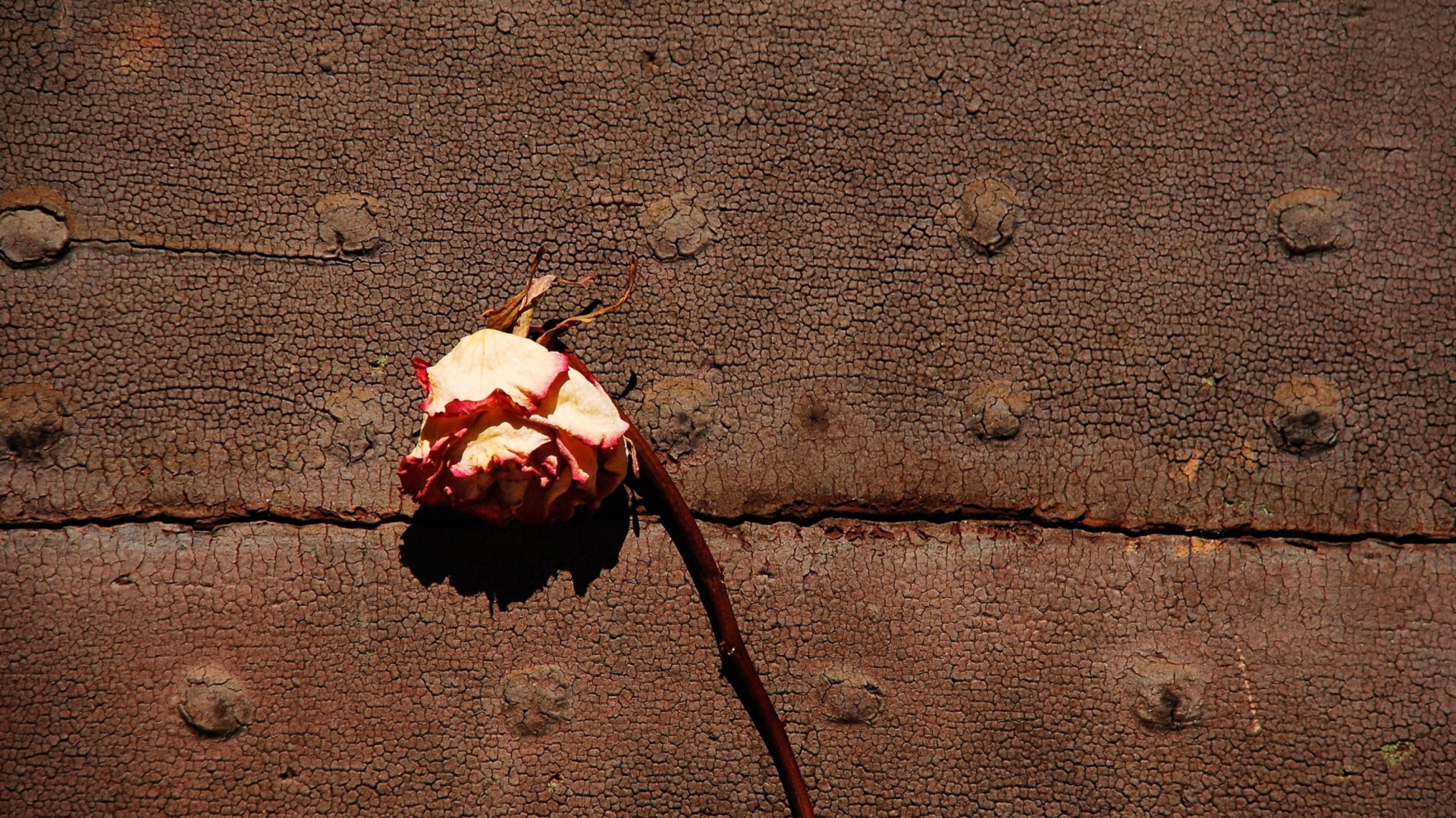 Fondo de pantalla Dried Rose 1920x1080