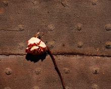 Dried Rose wallpaper 220x176