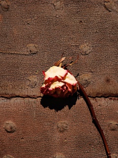 Das Dried Rose Wallpaper 240x320