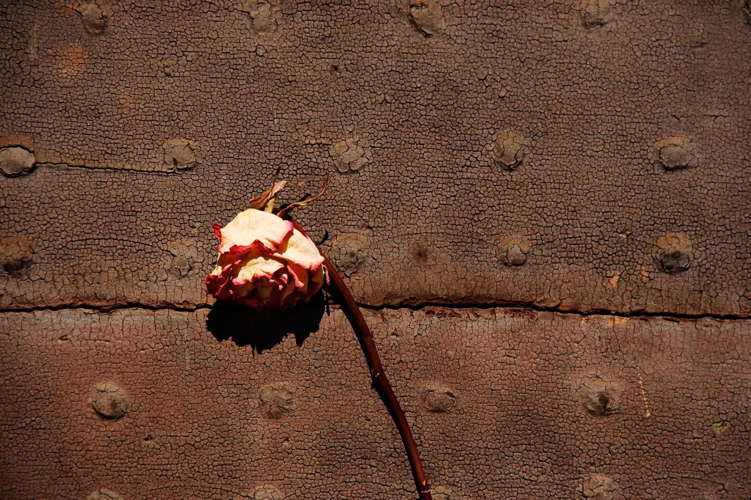 Обои Dried Rose 2880x1920