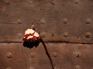 Dried Rose wallpaper 320x240