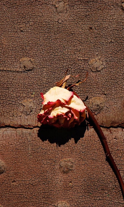 Dried Rose wallpaper 480x800