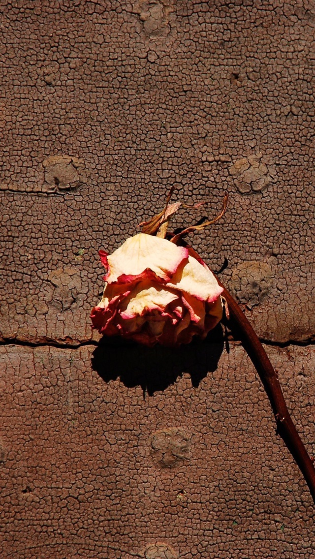 Das Dried Rose Wallpaper 640x1136