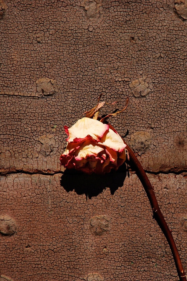 Dried Rose wallpaper 640x960