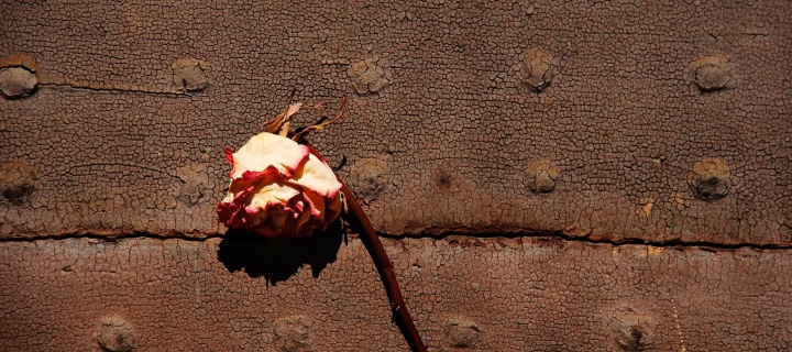 Dried Rose wallpaper 720x320