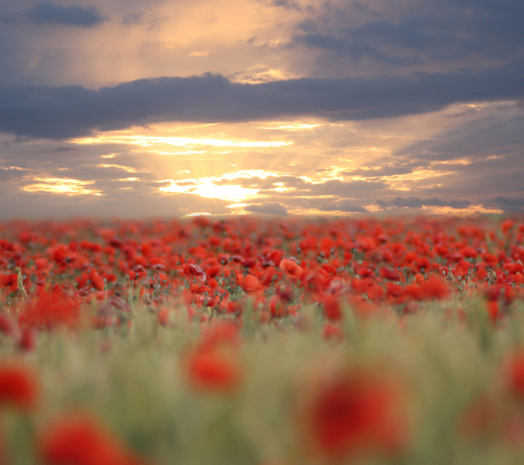 Poppies At Sunset wallpaper 1080x960