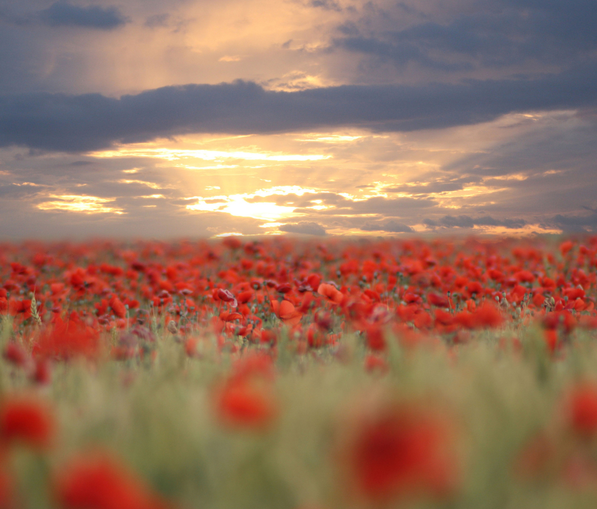 Poppies At Sunset wallpaper 1200x1024