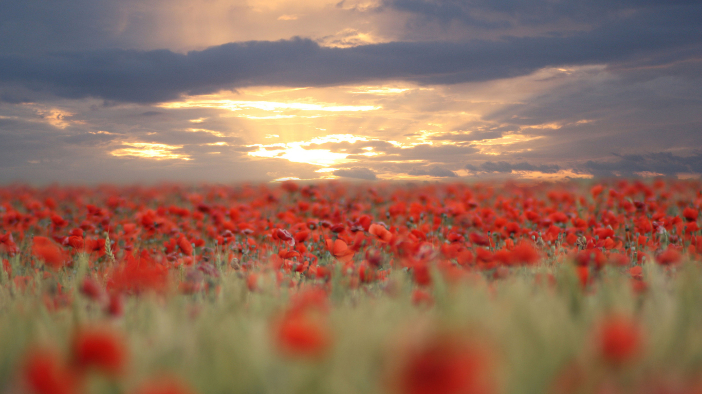 Poppies At Sunset wallpaper 1366x768