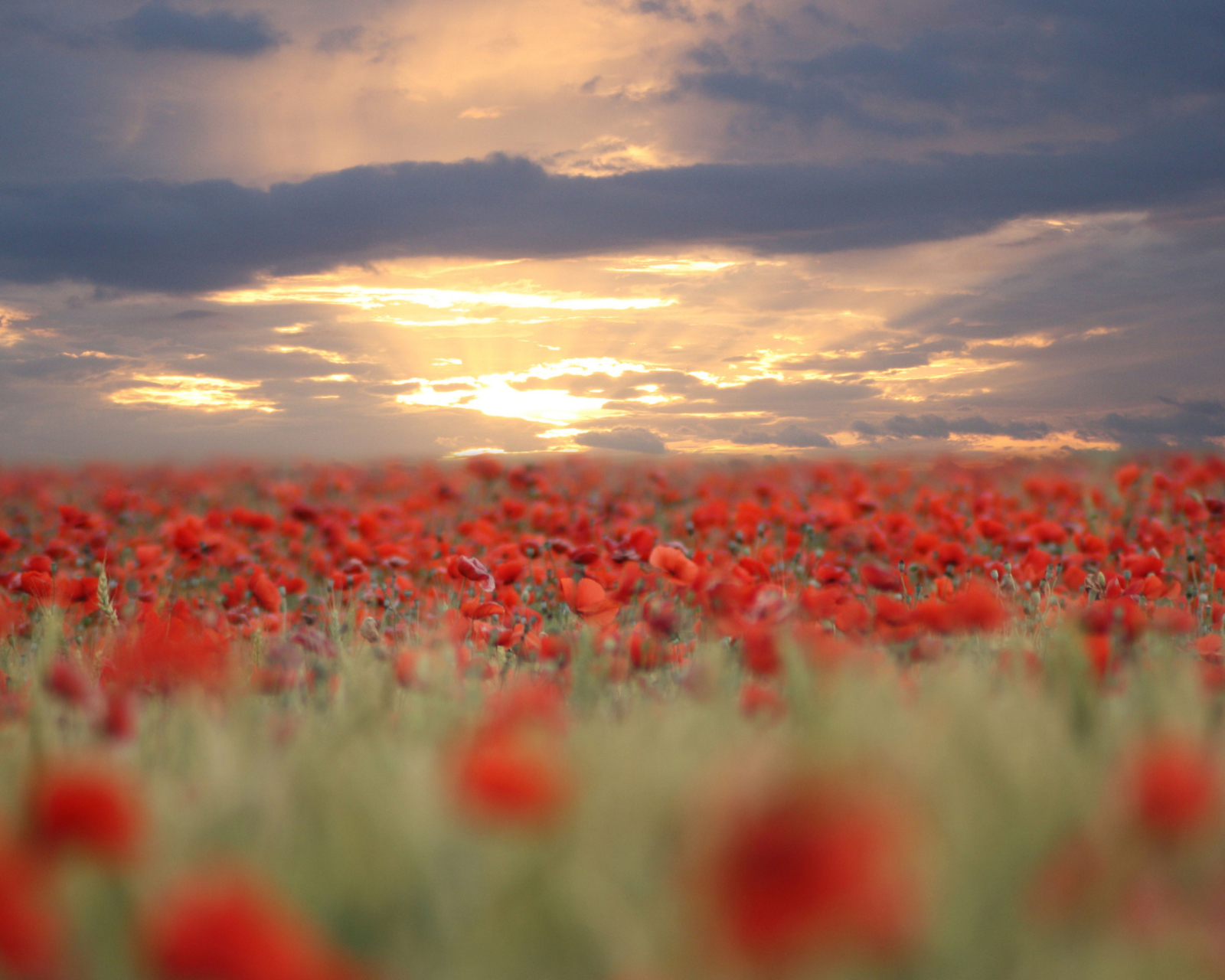 Poppies At Sunset wallpaper 1600x1280
