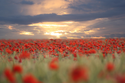 Poppies At Sunset wallpaper 480x320