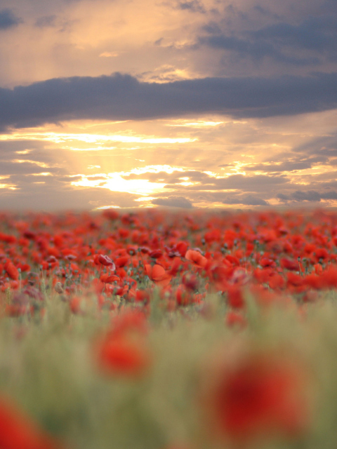 Poppies At Sunset wallpaper 480x640