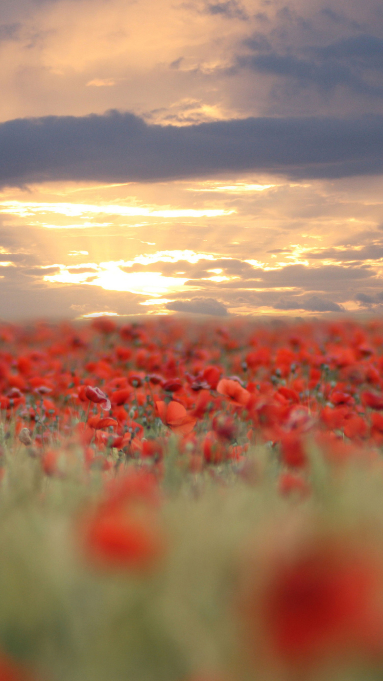 Poppies At Sunset wallpaper 750x1334