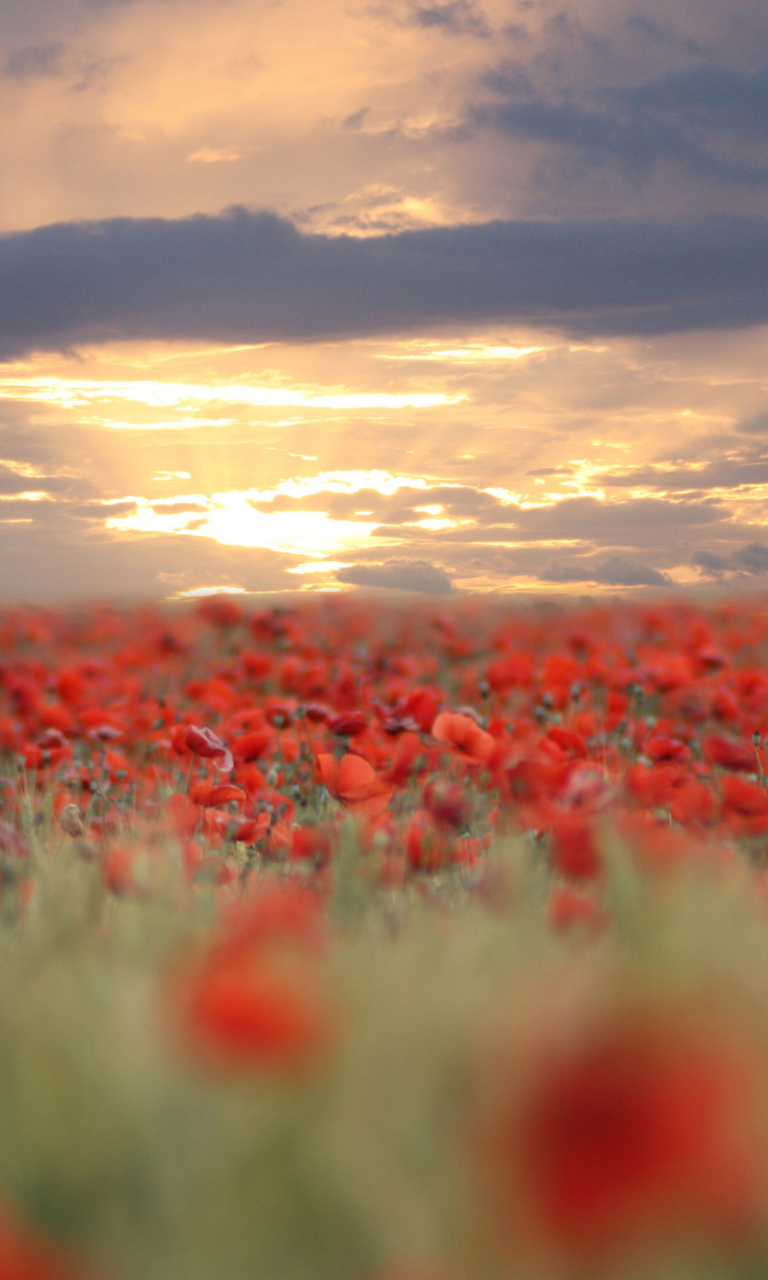 Poppies At Sunset wallpaper 768x1280