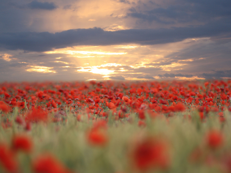 Poppies At Sunset wallpaper 800x600