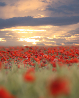 Poppies At Sunset papel de parede para celular para Nokia C-Series