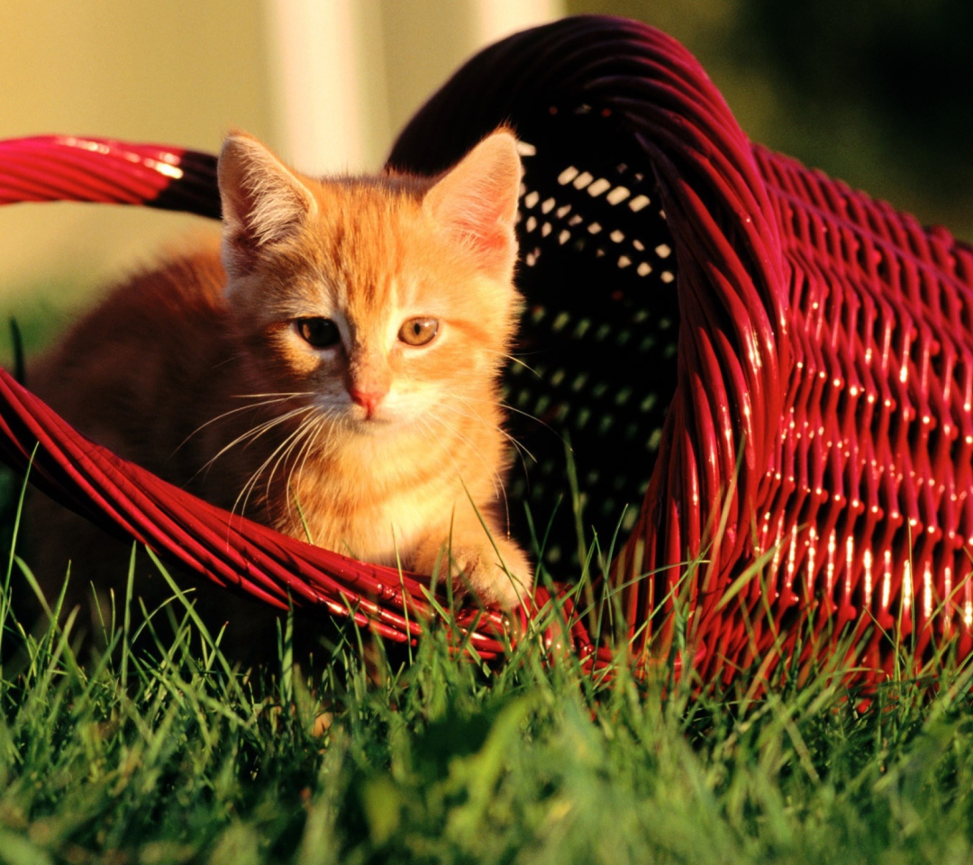 Обои Cat In A Basket 1080x960