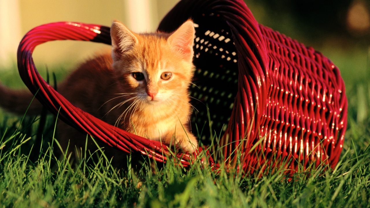 Fondo de pantalla Cat In A Basket 1280x720