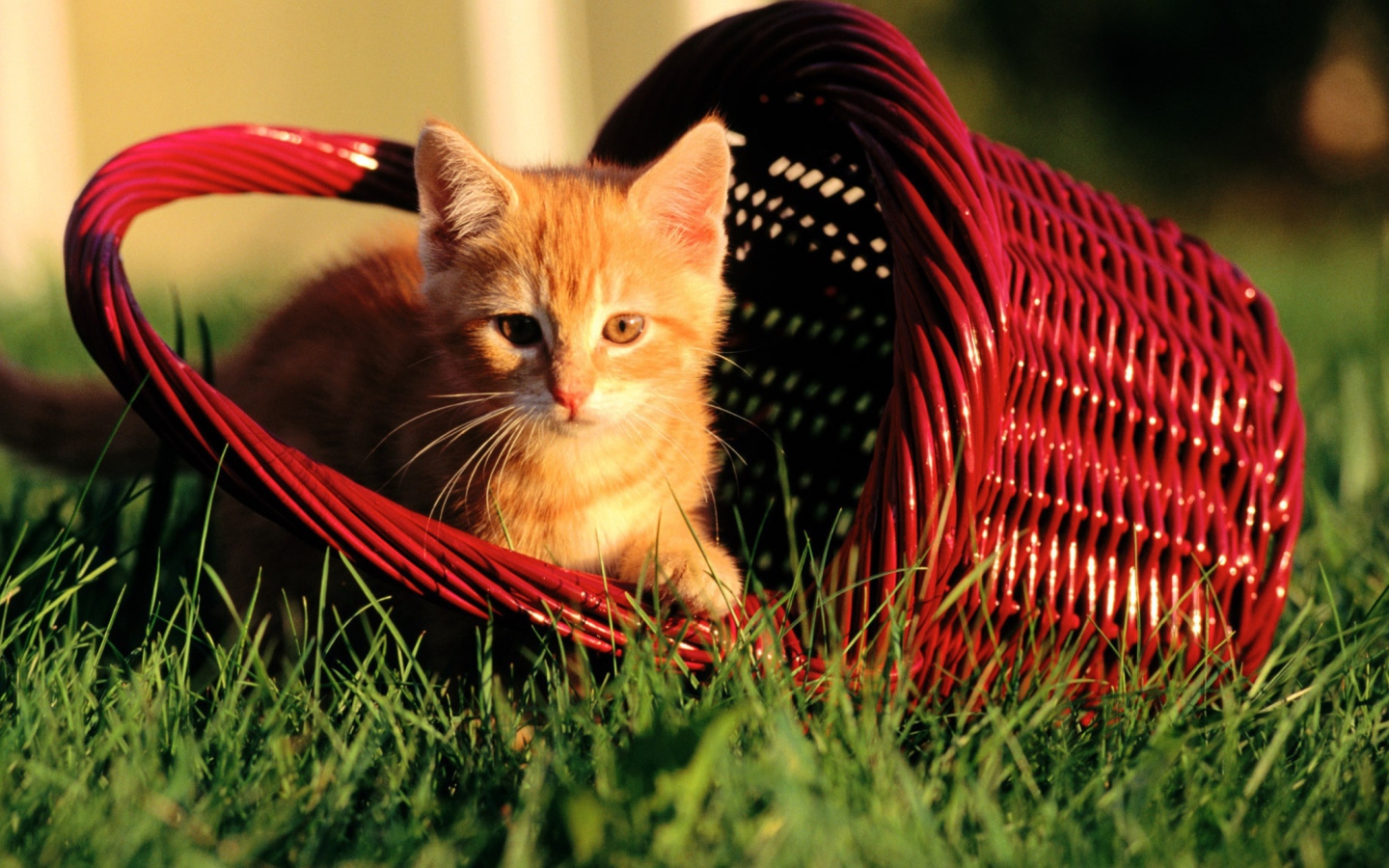 Fondo de pantalla Cat In A Basket 1440x900