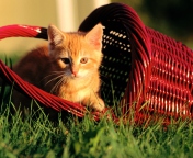 Das Cat In A Basket Wallpaper 176x144