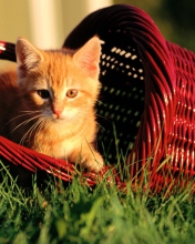 Das Cat In A Basket Wallpaper 176x220