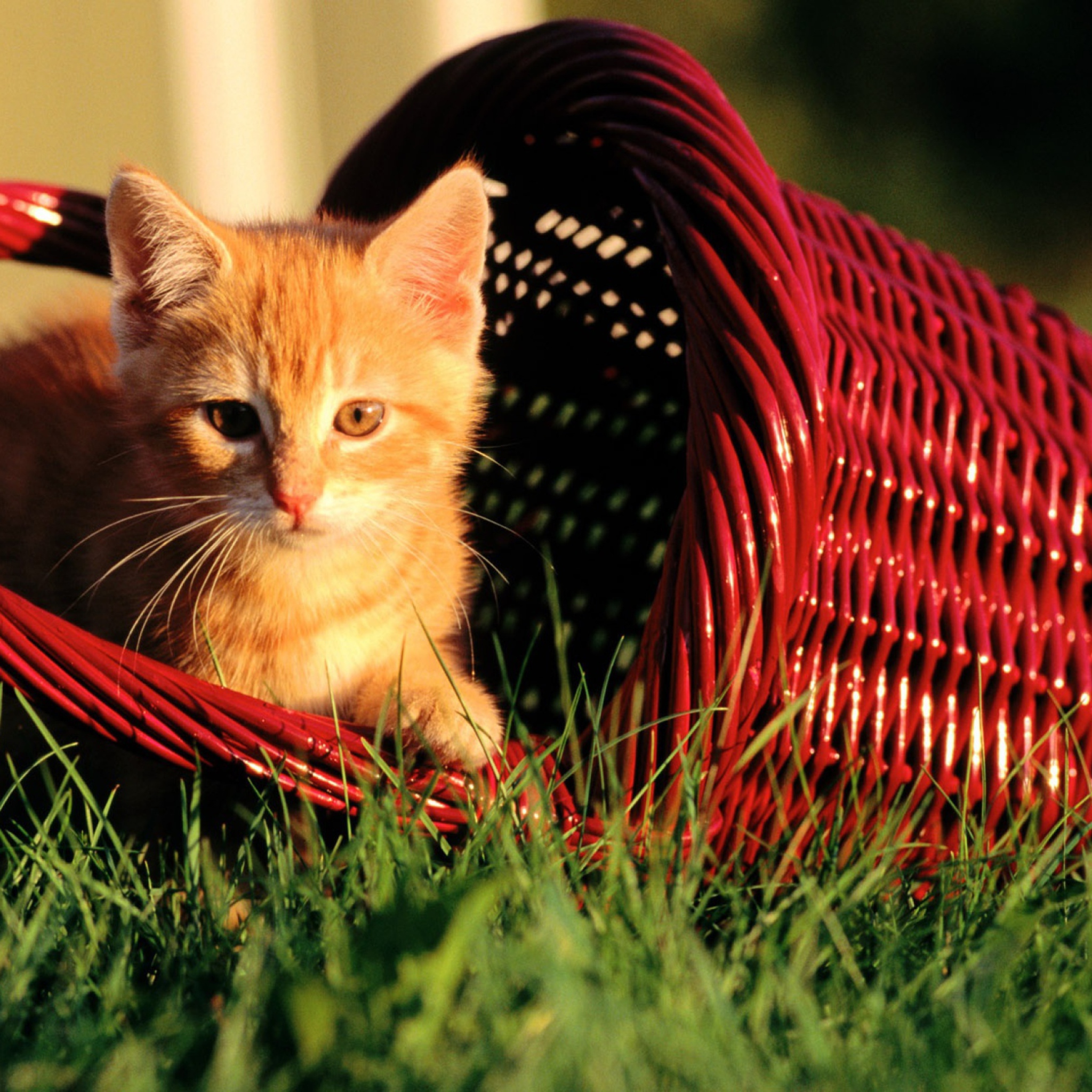 Картинка cat net. Рыжая кошка в корзине. Котёнок Симбочка. Рыжий кот Симбочка. Самые популярные котики.