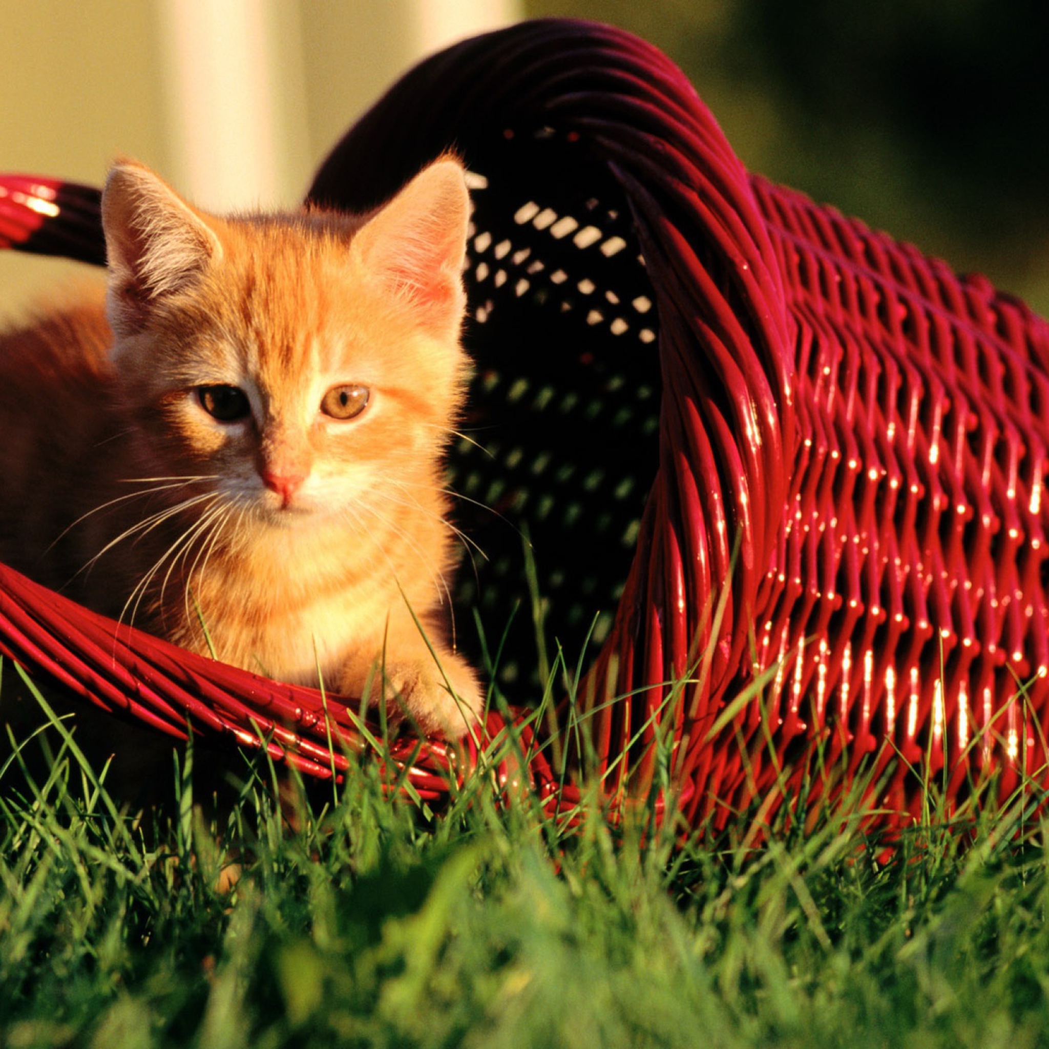 Das Cat In A Basket Wallpaper 2048x2048