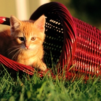 Cat In A Basket screenshot #1 208x208
