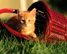 Fondo de pantalla Cat In A Basket 220x176