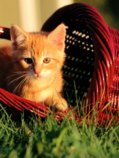 Обои Cat In A Basket 240x320